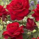 Rosa Deep Secret 4 Liter pot