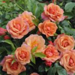 R. Aprikola in 4 liter pot