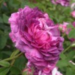 R Belle de Crecy in pot