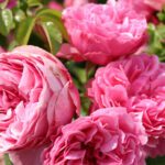 Rosa Leonardo Da Vinci in 4 liter pot