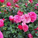 4x Rosa Leonardo Da Vinci 4 liter pot