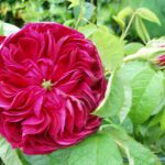 R Charles de Mills in 4-liter pot