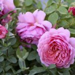 R Charles Rennie Mackintosh in pot