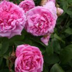 Rosa Comte de Chambord in 4 liter pot.