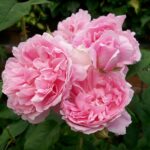 R Cottage Rose in pot