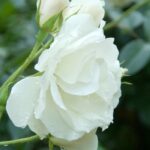 R. Crystal Fairy in 4 liter pot