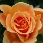 Rosa Easy Going in 4-liter pot