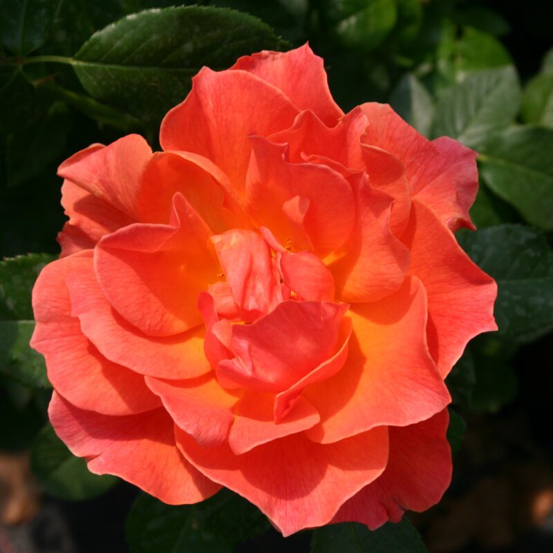 Rosa Fellowship in 4 liter pot.