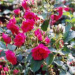 Rosa F.J. Grootendorst Kale Wortel