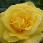 Rosa Friesia in 4 liter pot