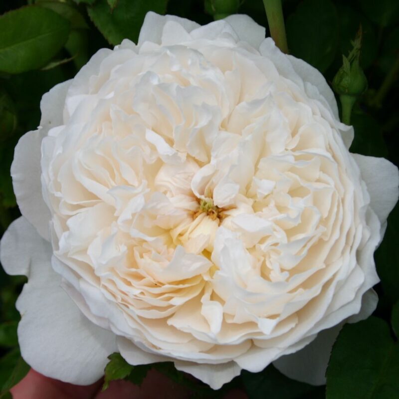 R Glamis Castle in pot