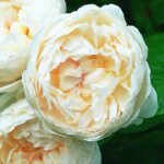 R Glamis Castle in pot