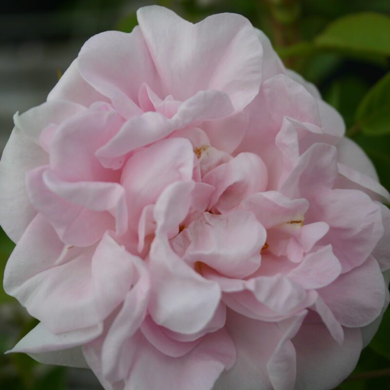 R Great Maiden's Blush in pot