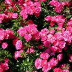 Rosa Heidetraum in 4 liter pot