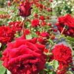 R. Ingrid Bergman in 4 liter pot