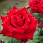 R. Ingrid Bergman in 4 liter pot