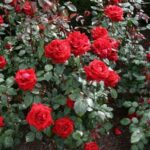 R. Ingrid Bergman in 4 liter pot