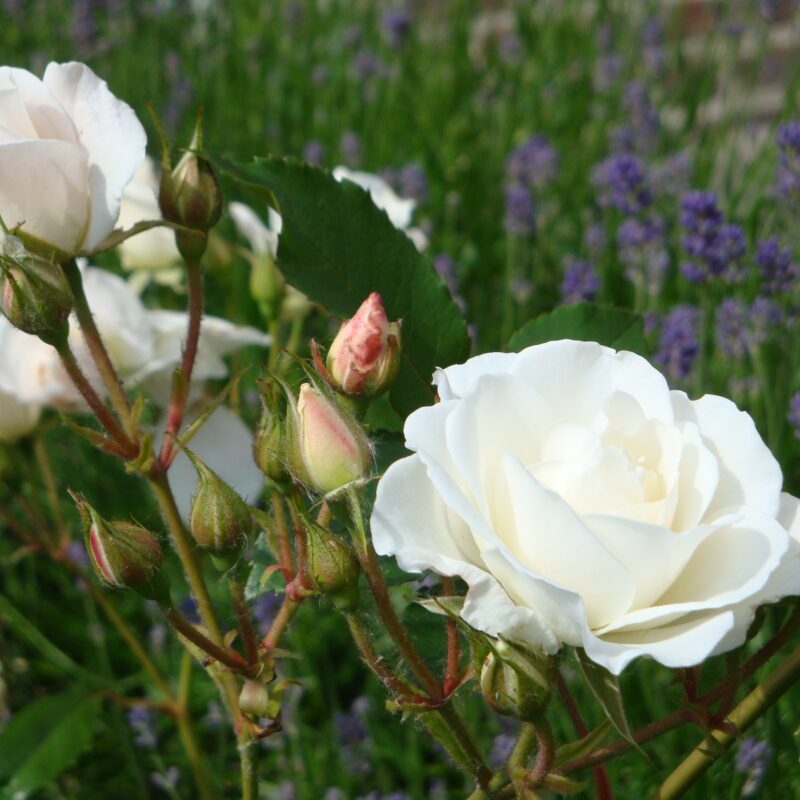 Rosa Schneewittchen in 4 liter pot