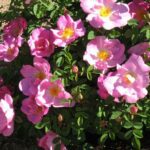 R Margueritte Hilling in pot