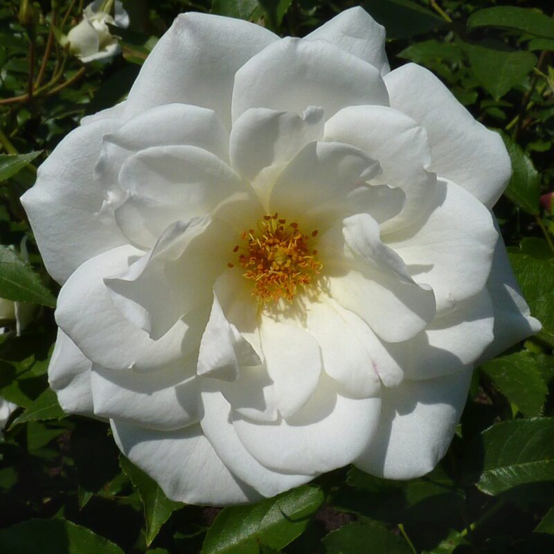 R Maria Mathilda in pot