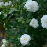 R Mme Plantier in pot