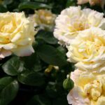 Rosa Peace in 4 liter pot