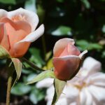 Rosa Perle d'Or in 4 liter pot