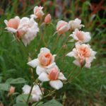 Rosa Perle d'Or in 4 liter pot