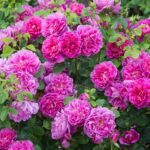 R Princess Anne in pot