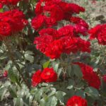 Rosa Pussta in 4 liter pot