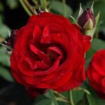 Rosa Pussta in 4 liter pot