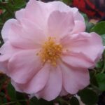 R Queen Mother in pot