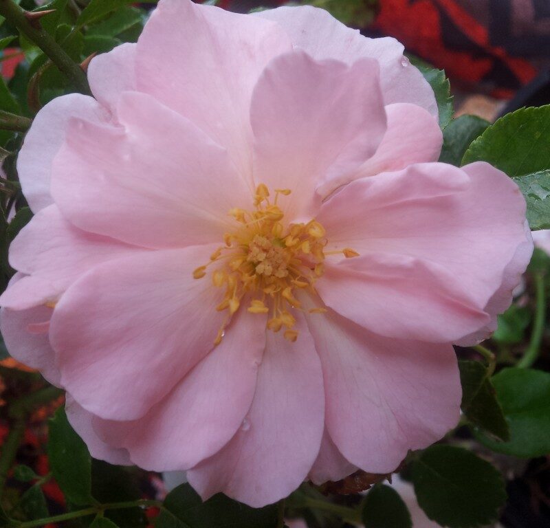 R Queen Mother in pot