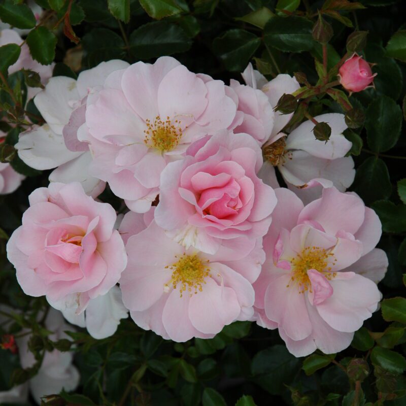 R Queen Mother kale wortel