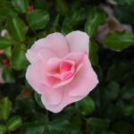 R Queen Mother in pot