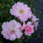 R Queen Mother in pot