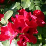 Rosa Robusta 4 liter pot