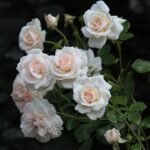 Klimroos 'Rosa Pennylane' 4 liter pot