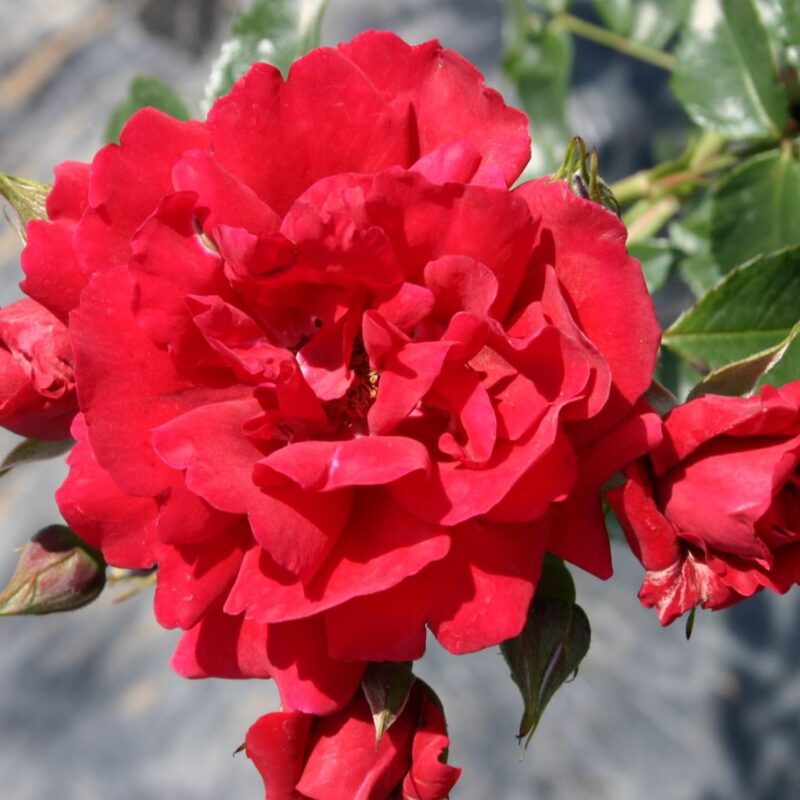 Rosa Sympathie in 4 litter pot