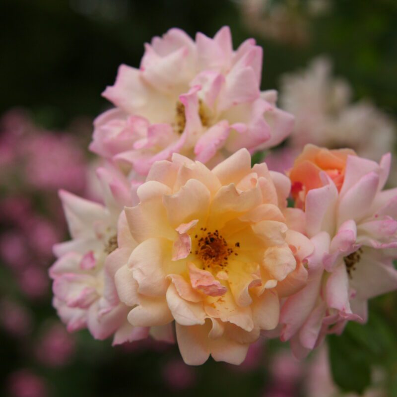 R Phyllis Bride in pot