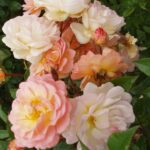 R Phyllis Bride in pot