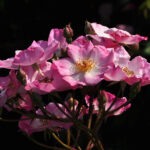Rosa Rosy Cushion in pot