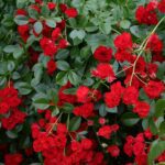 R Scarlet Meidiland in pot