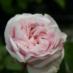 Rosa Souvenir de la Malmaison in 4 liter pot