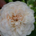 Rosa Souvenir de la Malmaison in 4 liter pot