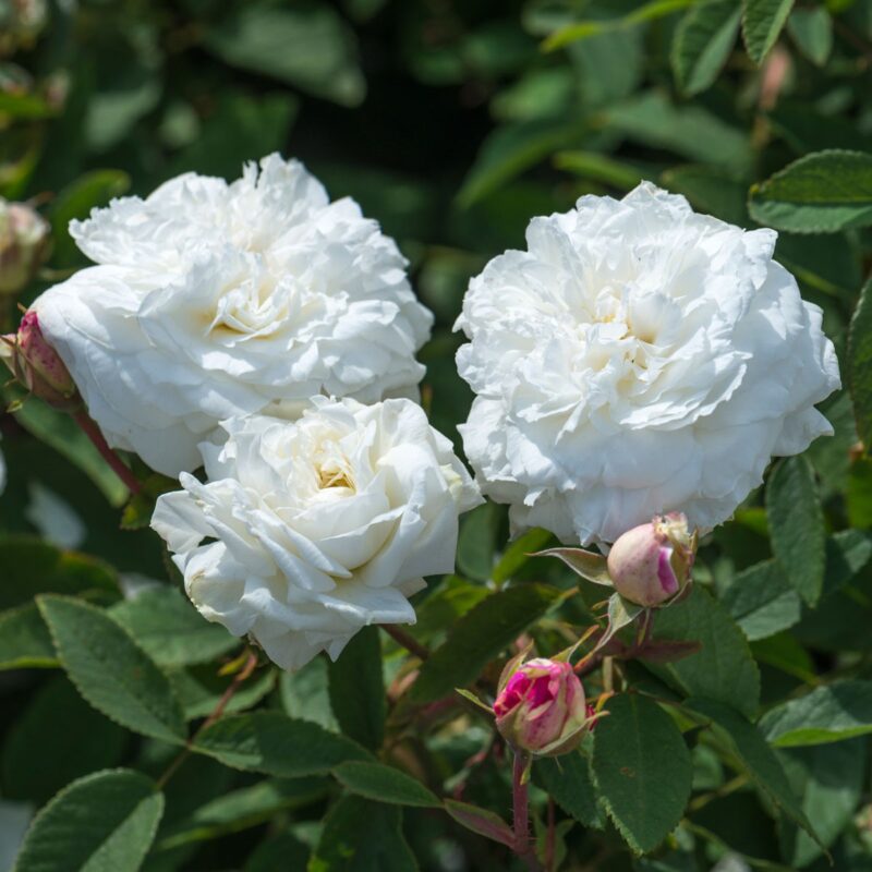 R Susan William Ellis in pot