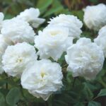 R Susan William Ellis in pot