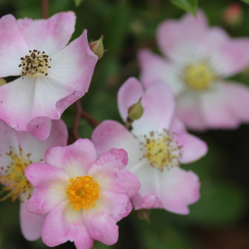 R Tapis Volant in pot