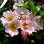 R Tapis Volant in pot