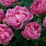 R The Ingenious Mr Fairchild in pot